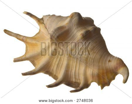 İzole deniz kabuğu