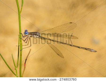A Spotted Spreadwing Damselfly Rests On A Thin Stalk Of Vegetation On The Edge Of A Wisconsin Wetlan