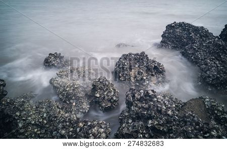 Rock Full Of Barnacles By The Seashore