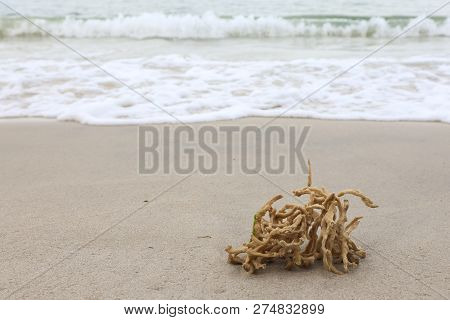 Dead Coral Washed Out To The Shore.