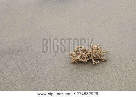 Dead Coral Washed Out On The Beach. Isolated.