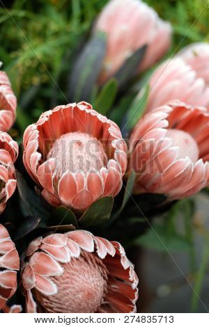 King Protea Or Protea Cynaroides Is Flowering With Large Buds.