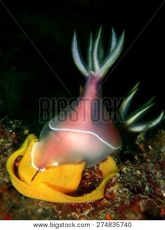 Close Up With A Nudibranch Hypselodoris Bullockii Laying Eggs