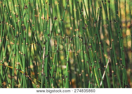 Horsetail Grass Grow In Sunlight. Jointed Stems Of Puzzletail Grass Close Up. Green Equisetum In Sun