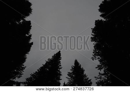 Dark Silhouettes Of High Pines And Spruces From Below Upwards On Background Of Clear Sky With Copy S