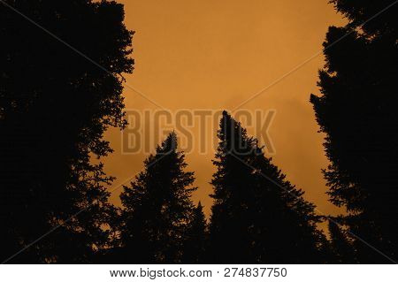 Dark Silhouettes Of High Pines And Spruces From Below Upwards On Background Of Clear Gloomy Sepia Sk