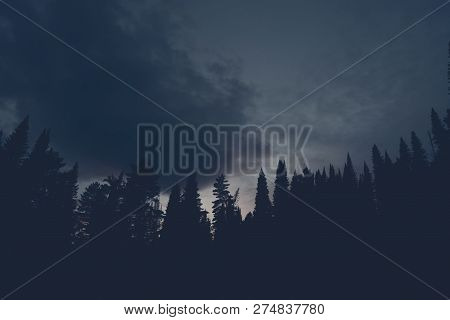 Dark Silhouettes Of High Pines And Spruces From Below Upwards On Background Of Cloudy Sunset Sky Wit