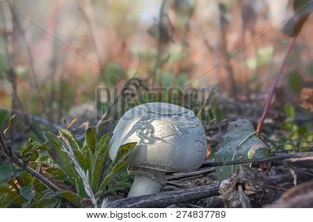 Forest Champignon On A Blurred Background Close-up