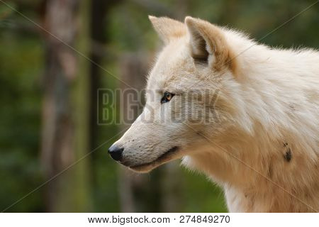 Profile Of An Artistic Wolf In Nature. White Wolf. Photo Of The Animal World. Arctic Wolf In Nature