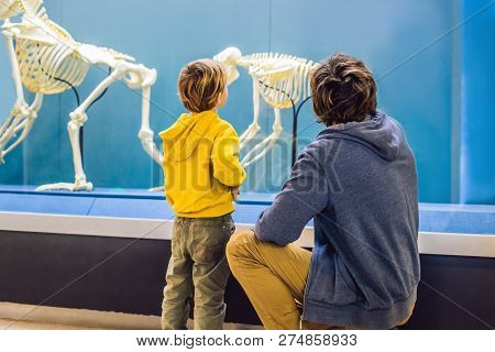 Dad And Son Are Watching The Skeletons Of Ancient And Modern People. Human Evolution Is The Evolutio