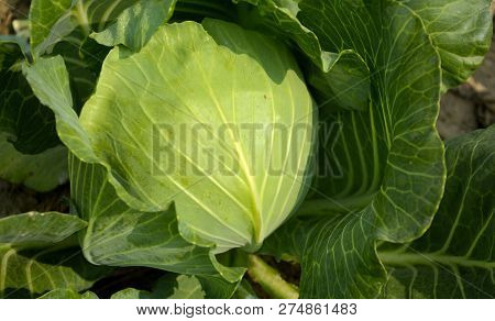 Close Up Of A Green Cabbage (brassica Oleracea Var. Capitata ) Growing In A Field, Farmland Shot In 