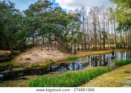 Huge Old Oak Trees In Averyisland, Louisiana