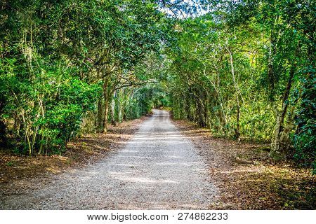A Forest Trail With The Sun Shining Through The Foliage In Averyisland, Louisiana