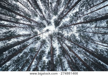 View Of The Tops Of The Pine Trees In Winter Forest From The Ground. Bottom View Ultrawide Angle Bac