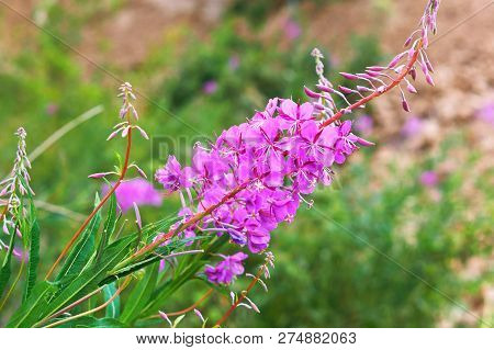 Plant Ivan-tea, Flower Of Medicinal Plant Ivan Tea, Chamaenerion Angustifolium, Epilobium Angustifol