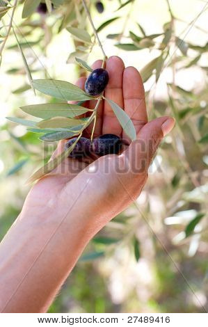 Hand mit Olivenzweig Mano Con Ramo olive