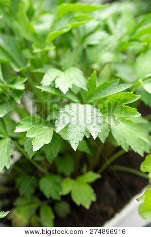 Fresh Green Leaves Texture Of Mugwort Plant Herbal Vegetable.
