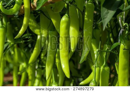 Ripe Green Chilli On A Tree, Green Chilies Grows In The Garden.