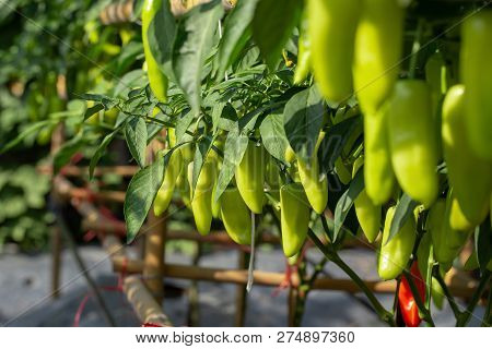 Ripe Green Chilli On A Tree, Green Chilies Grows In The Garden.