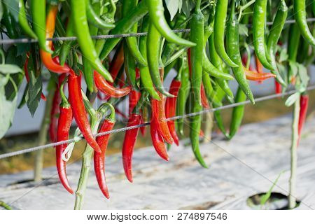 Ripe Red And Green Chilli On A Tree, Green Chilies Grows In The Garden