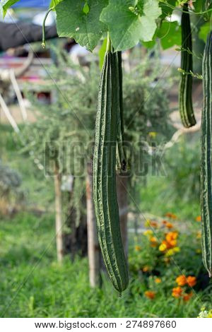 Luffa Gourd Plant In Garden, Luffa Cylindrica.
