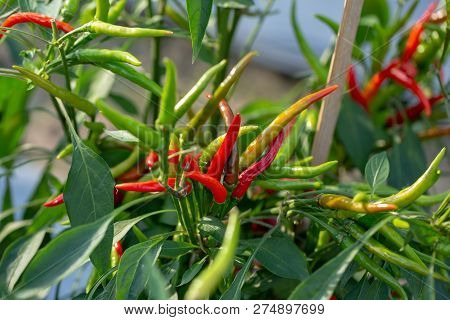 Ripe Red And Green Chilli On A Tree, Green Chilies Grows In The Garden.