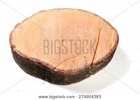 Big Tree Truck Slices Cut Out On White Background