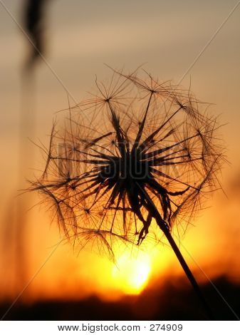 Dandelion