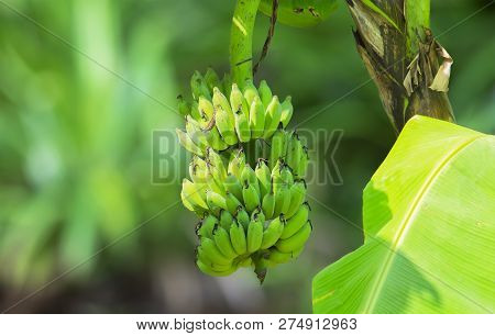 Banana Tree. Banana Flower. Banana Leaf. Banana Plant. Banana Fruit.tropical Banana