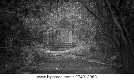 Natural Pathways In Black And White Images