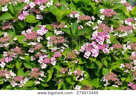 Flowers of Mountain Hydrangea in pink growing in garden, summer in Europe (Hydrangea Serrata)