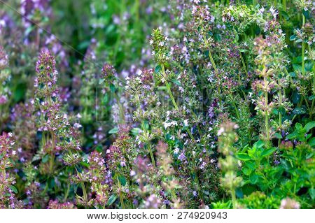 Thymus Serpyllum - Healing Herb And Condiment Growing In Nature
