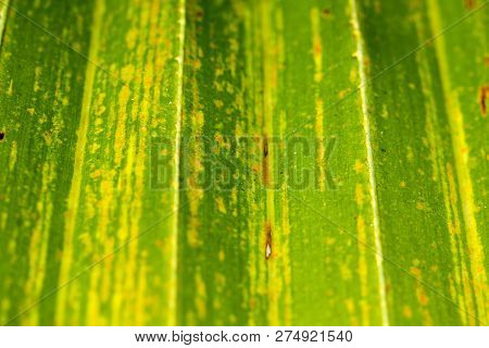 Leaves Of Corypha Lecomtei In Nature Used To Make Roofing.