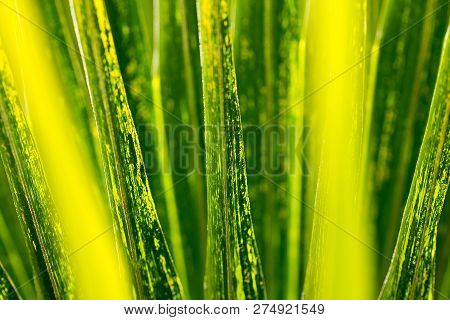 Leaves Of Corypha Lecomtei In Nature Used To Make Roofing.