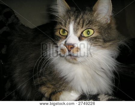 Dunkan