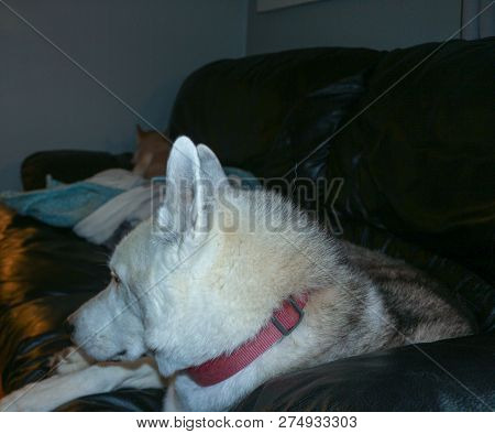 Lovely Siberian Husky Sleeps On A Cozy Sofa. Cute Husky Dog Curl Up In A Ball On The Master Sofa In 