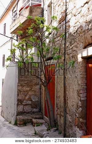 The Fig Tree Grows From The Stone In An Old Narrow Passage, The Power Of Nature
