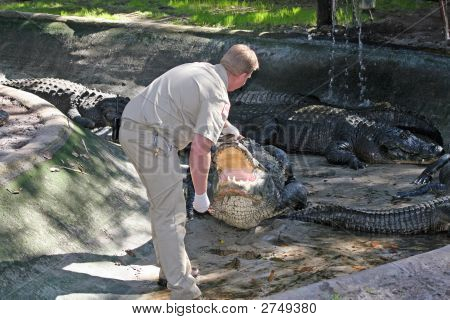 Fodring en Gator