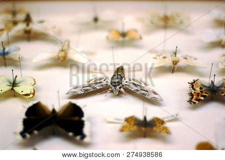 Privet Hawk Moth (sphinx Ligustri) Focused In A Butterfly Collection.