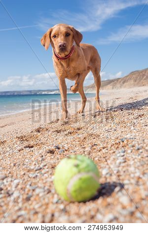 A Yellow Labrador Retriever Dog Standing On A Sandy Beach Whilst On A Summer Vacation On A Sunny Day