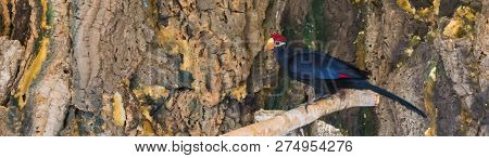 Lady Ross Turaco Standing On A Tree Branch, A Dark Tropical Bird From The Forests Of Africa