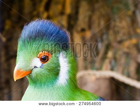 White Cheeked Turarco Head In Closeup, A Funny And Beautiful Tropical Bird From Africa