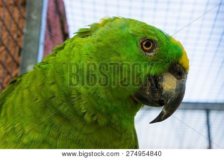 Yellow Crowned Amazon Parrot Face In Closeup, A Tropical Bird From The Amazon Basin