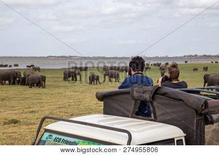 Kaudulla National Park, Sri Lanka - August 16, 2018: A Couple Is Watching A Group Of Elephants From 