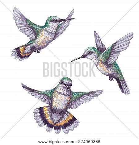 Hand Drawn Humming Birds Isolated On White. Colorful Flying Hummingbirds Set.  Front And Side View C