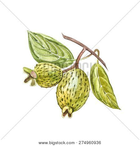 Watercolor Illustration Feijoa Plant. Hand Drawn Watercolor Painting On White Background. Watercolor