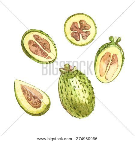 Watercolor Illustration Feijoa Plant. Hand Drawn Watercolor Painting On White Background. Watercolor