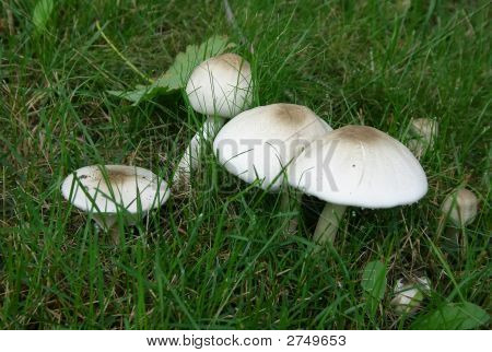 Toadstools