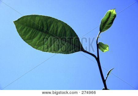 ลีฟ