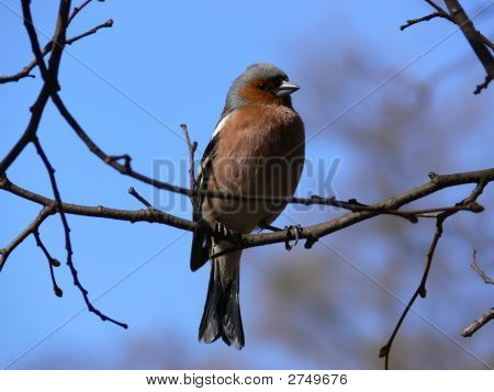 Vogel zittend op de tak